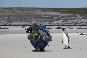 Curious penguin on Falkland Islands