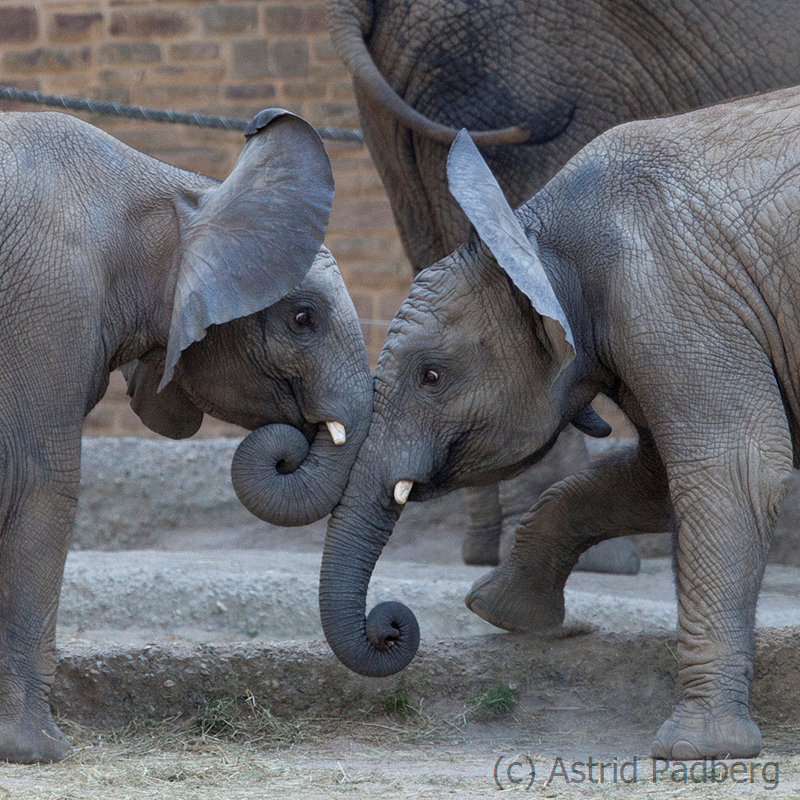 African bush elephants