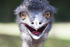 Emu;Dromaiidae, Dromaius