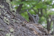 Spirit in a tree