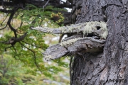 Spirit in a tree
