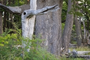 Spirit in a tree