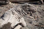 Spirit on the beach