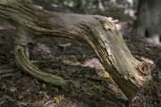 Wooden dragon