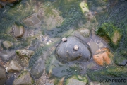 Frog?