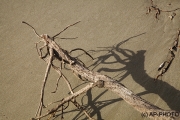 Stange beast on the beach