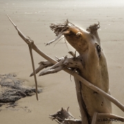 Stange beast on the beach