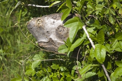 Spirit on the wayside