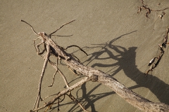 Stange beast on the beach