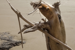 Stange beast on the beach