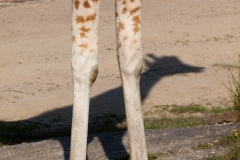 Rothschildgiraffe