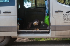 Bald eagle, Haliaeetus leucocephalus