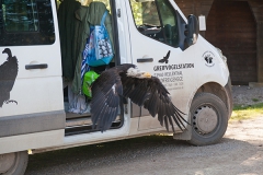 Bald eagle, Haliaeetus leucocephalus