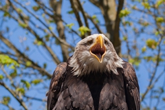 Bald eagle, Haliaeetus leucocephalus