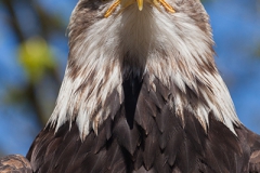 Bald eagle, Haliaeetus leucocephalus