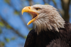 Bald eagle, Haliaeetus leucocephalus