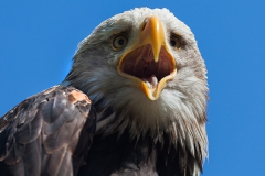Haliaeetus leucocephalus; bald eagle