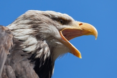 Bald eagle, Haliaeetus leucocephalus