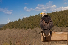 Bald eagle, Haliaeetus leucocephalus