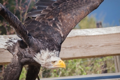 Bald eagle, Haliaeetus leucocephalus