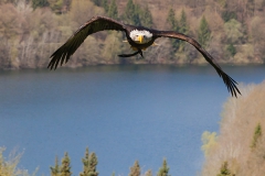 Bald eagle, Haliaeetus leucocephalus