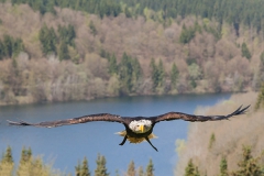 Bald eagle, Haliaeetus leucocephalus