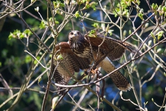 Parabuteo unicinctus; Harri's hawk