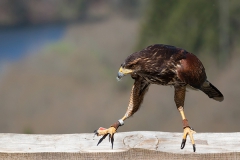 Parabuteo unicinctus; Harri's hawk