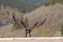 Parabuteo unicinctus; Harri's hawk