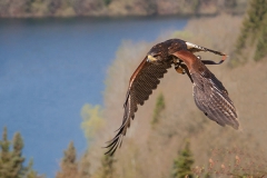 Parabuteo unicinctus; Harri's hawk