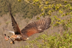 Parabuteo unicinctus; Harri's hawk