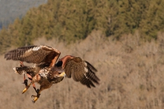 Parabuteo unicinctus; Harri's hawk