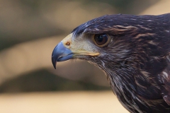 Parabuteo unicinctus; Harri's hawk