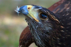 Parabuteo unicinctus; Harri's hawk