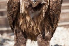 cinereous vulture, Aegypius monachus