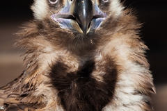Cinereous vulture, Aegypius monachus