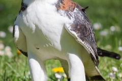 Variable hawk; Geranoaetus polyosoma