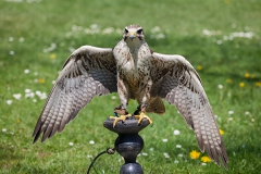 Saker falcon; Falco cherrug