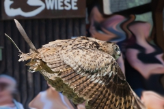 Flying owl