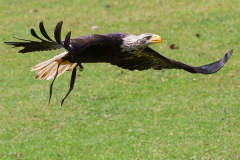 0Bald eagle, Haliaeetus leucocephalus