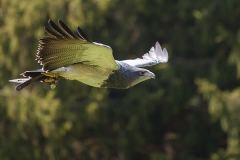 black-chested buzzard-eagle; Kordillierenadler; Geranoaetus melanoleucus