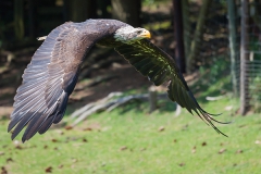 Bald eagle, Haliaeetus leucocephalus