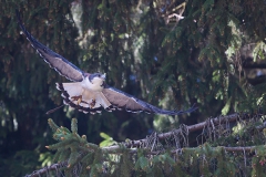 Variable hawk; Geranoaetus polyosoma