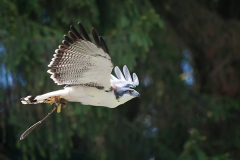 Variable hawk; Geranoaetus polyosoma