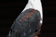 African fish eagle; Haliaeetus vocifer