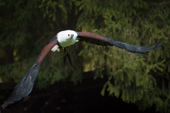 African fish eagle; Haliaeetus vocifer