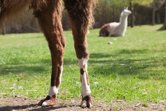 Lama