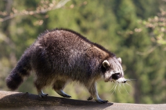 Raccoon; Procyon lotor