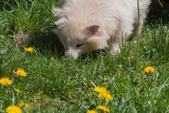 Raccoon dog; Nyctereutes procyonoides