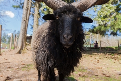 Racka sheep; Ovis aries strepsiceros Hungaricus